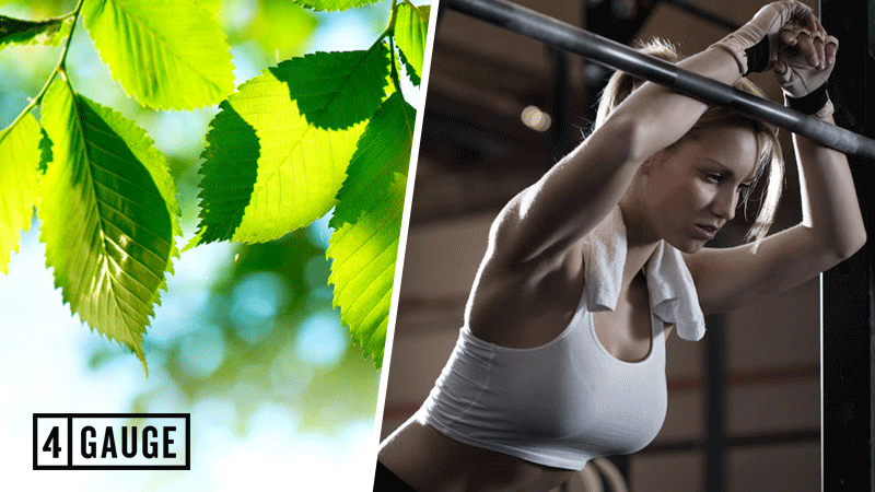 Does Yohimbe Work as Pre Workout?