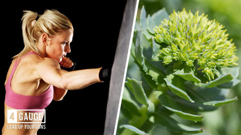 What Are The Benefits Of Rhodiola Rosea?