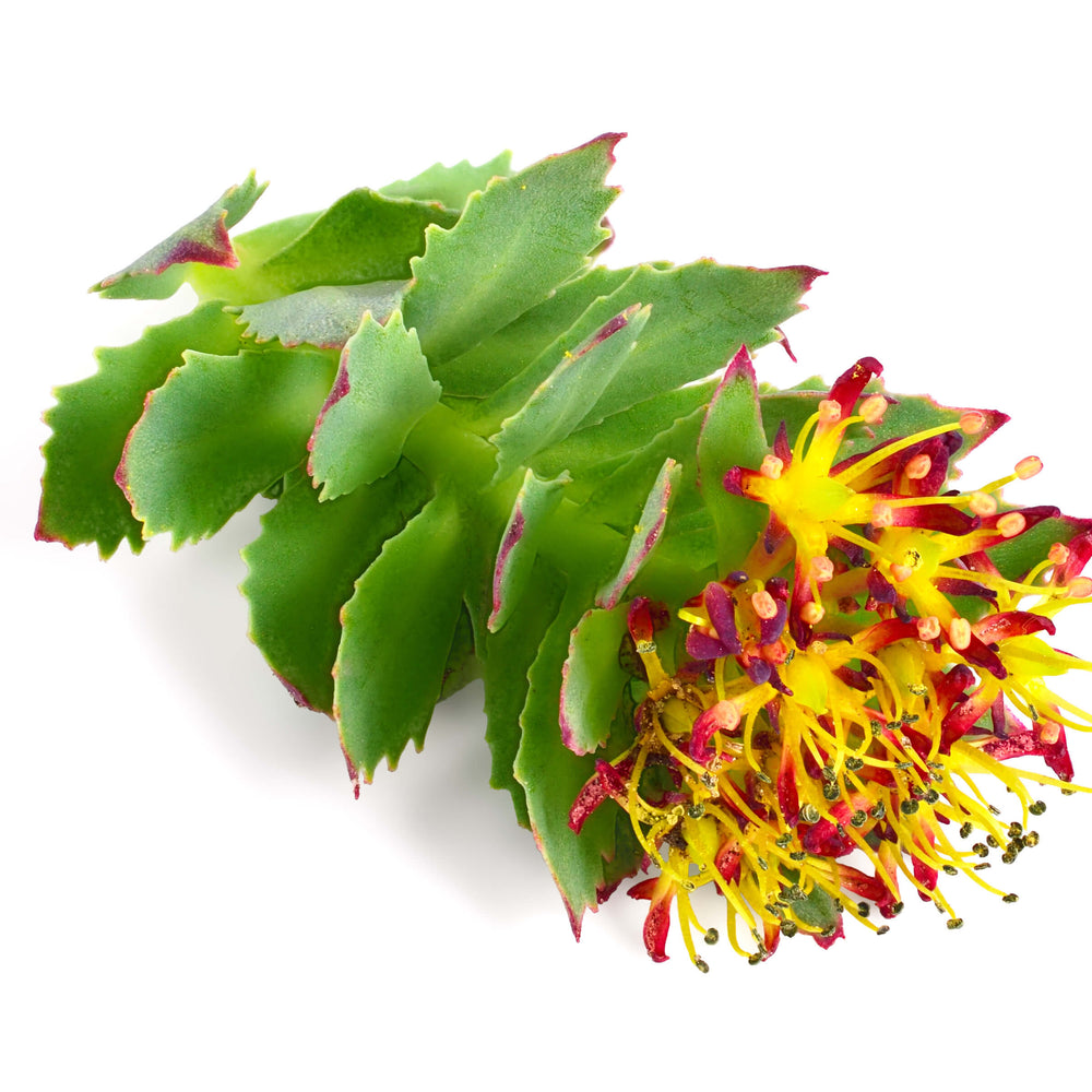 Rhodiola is used for increased muscular energy, faster recover, and stamina