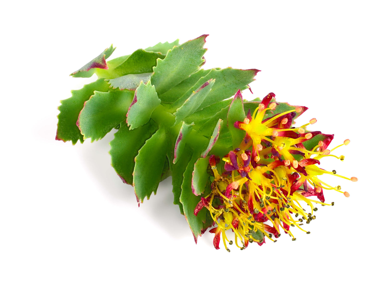 Rhodiola is used for increased muscular energy, faster recover, and stamina